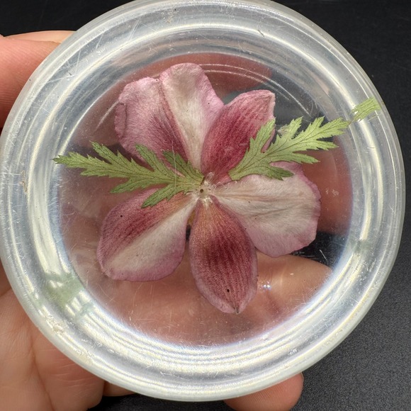 Vintage Resin Paperweight With Pressed‎ Alaskan Wild Rose Inclusion - Picture 4 of 8